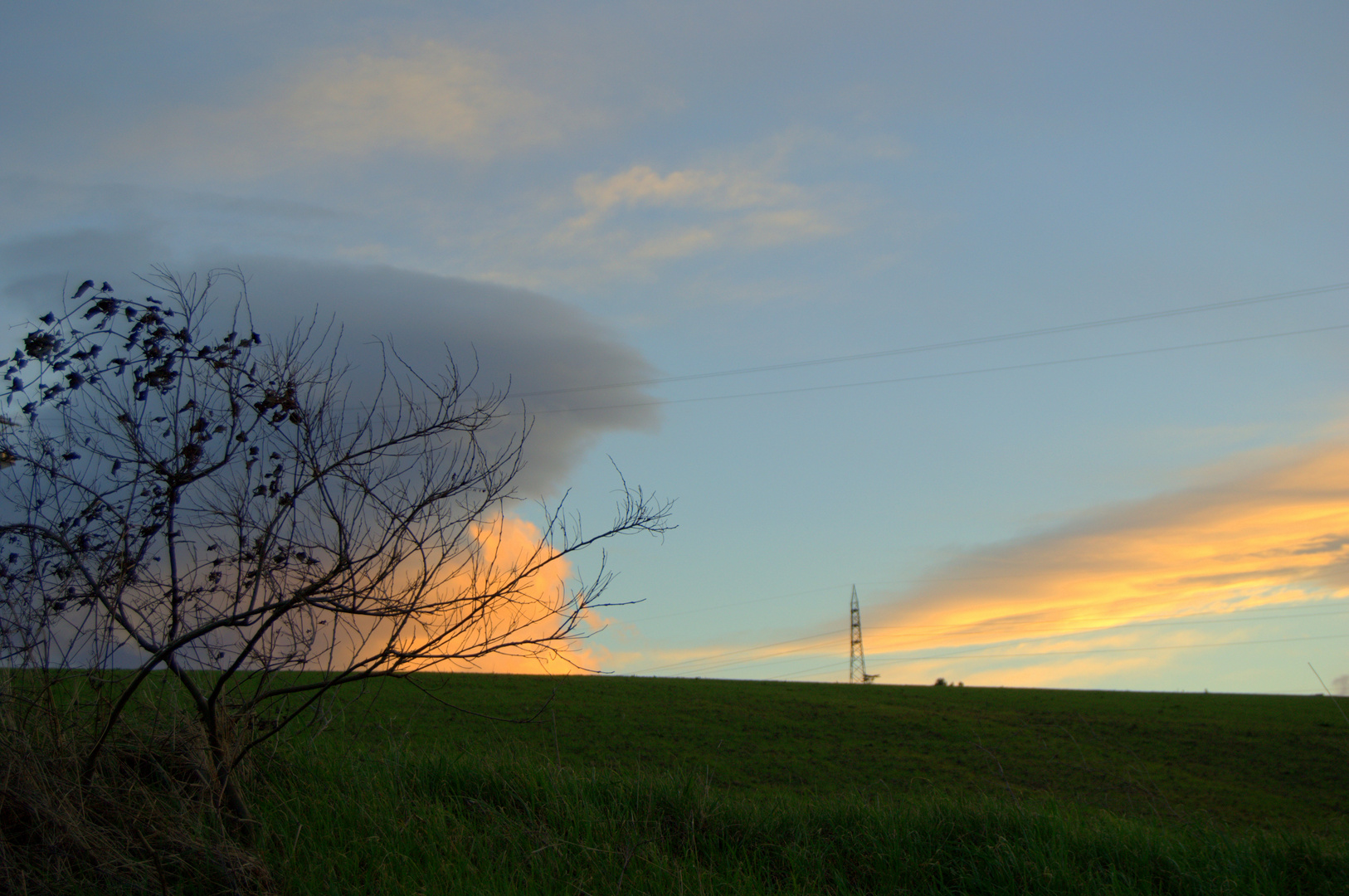 nuvola albero