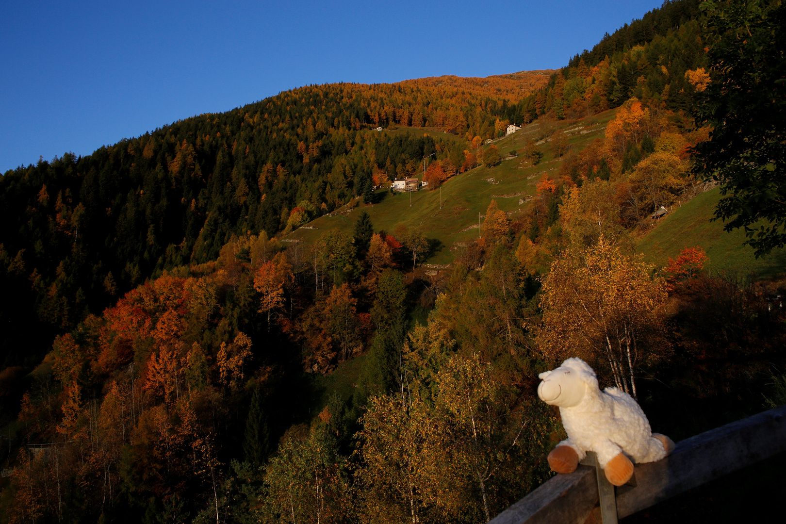 Nuvola das Schaf bestaunt die Herbstfarben 