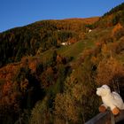 Nuvola das Schaf bestaunt die Herbstfarben 