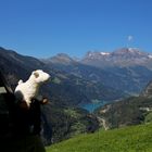 Nuvola das Schaf schaut gerade nach dem Lago di Poschiavo 