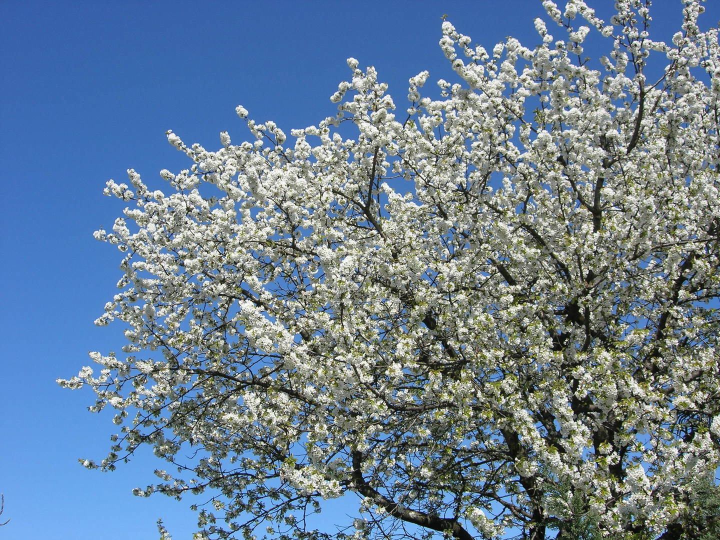 nuvola primaverile