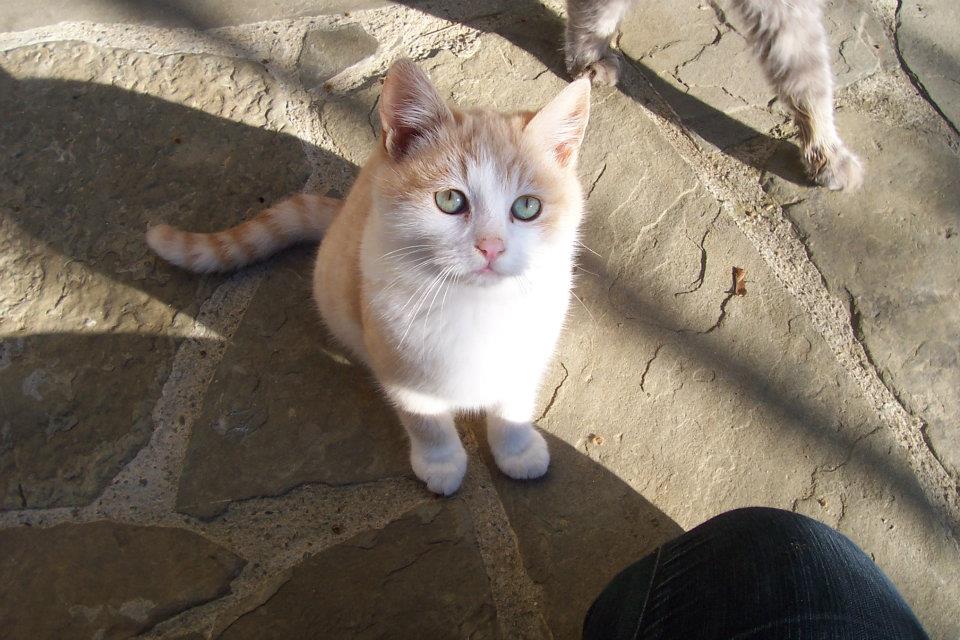 Nuvolari da cucciolo