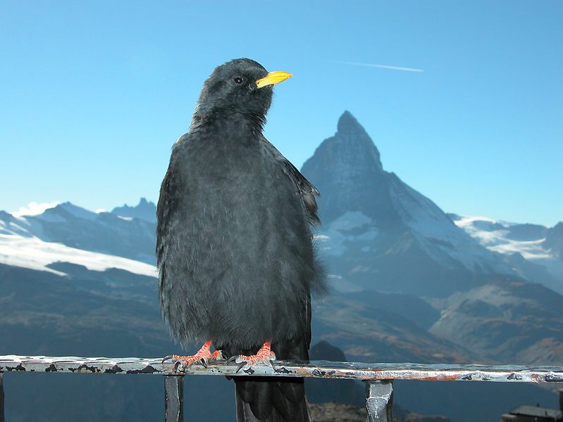 n´Vogel am Matterhorn