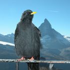 n´Vogel am Matterhorn