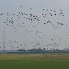 NWO-Wildganszählung am Niederrhein #1 von 3 DOKU