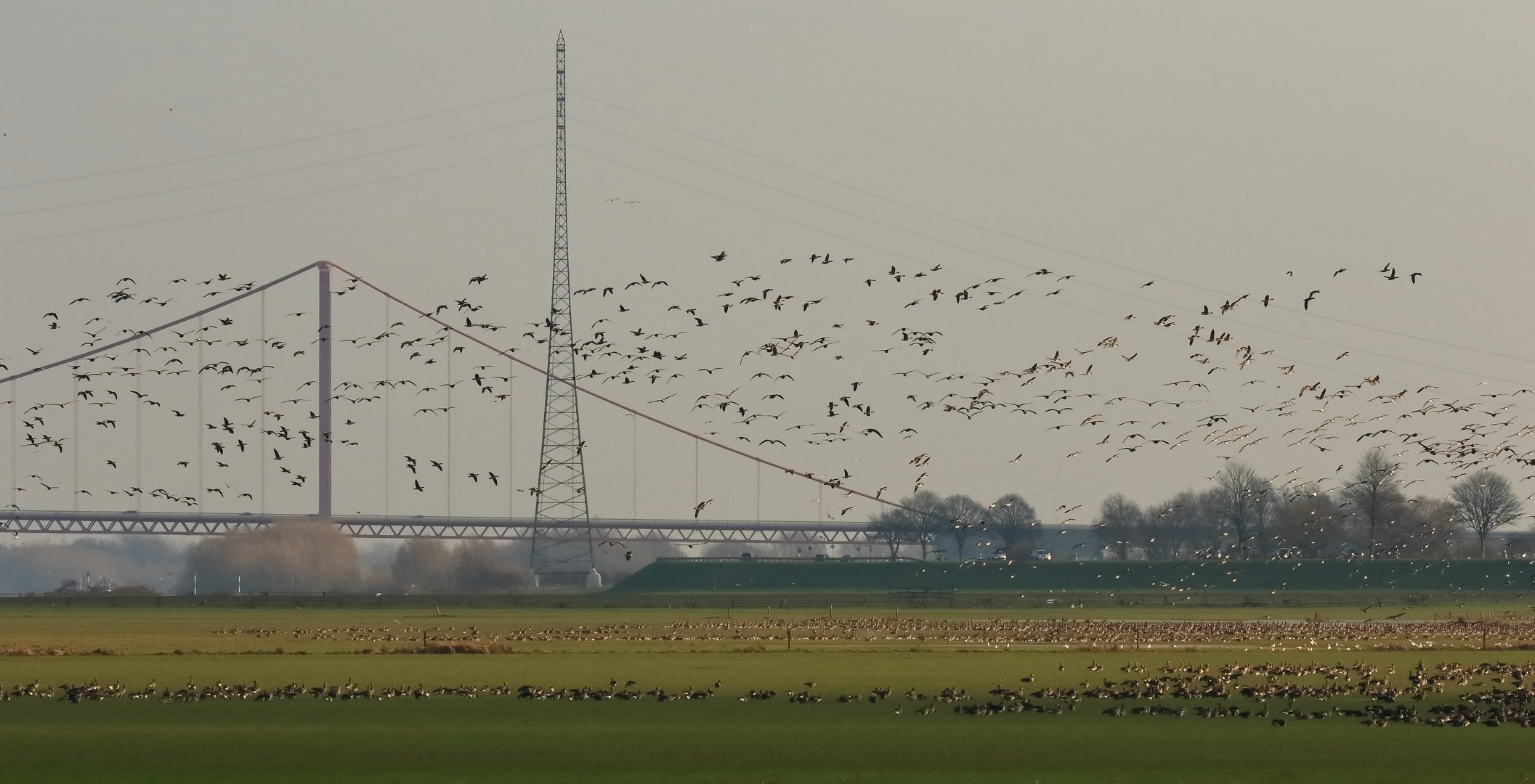 NWO-Wildganszählung am Niederrhein #2 von 3 DOKU