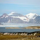 Ny Alesund im Sommer