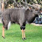 Nyala