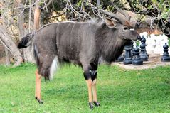 Nyala