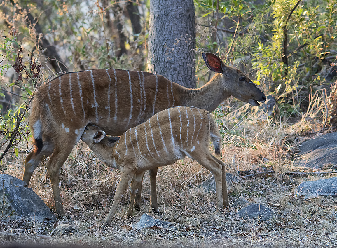 Nyala