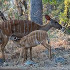 Nyala