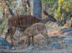 Nyala