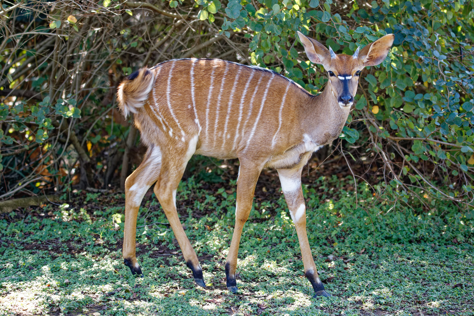 Nyala