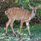 Nyala