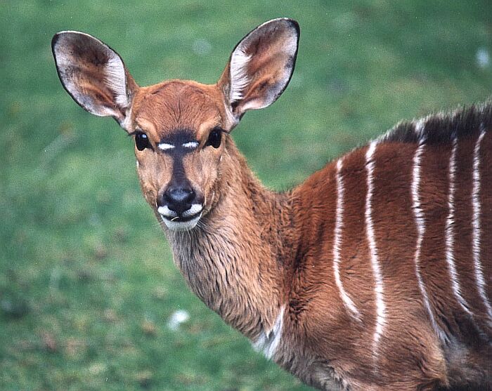 Nyala