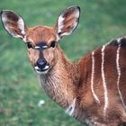 Nyala