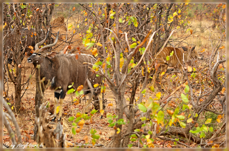 Nyala