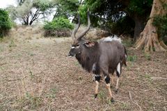 Nyala