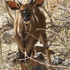 Nyala