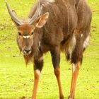 Nyala