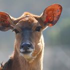 Nyala