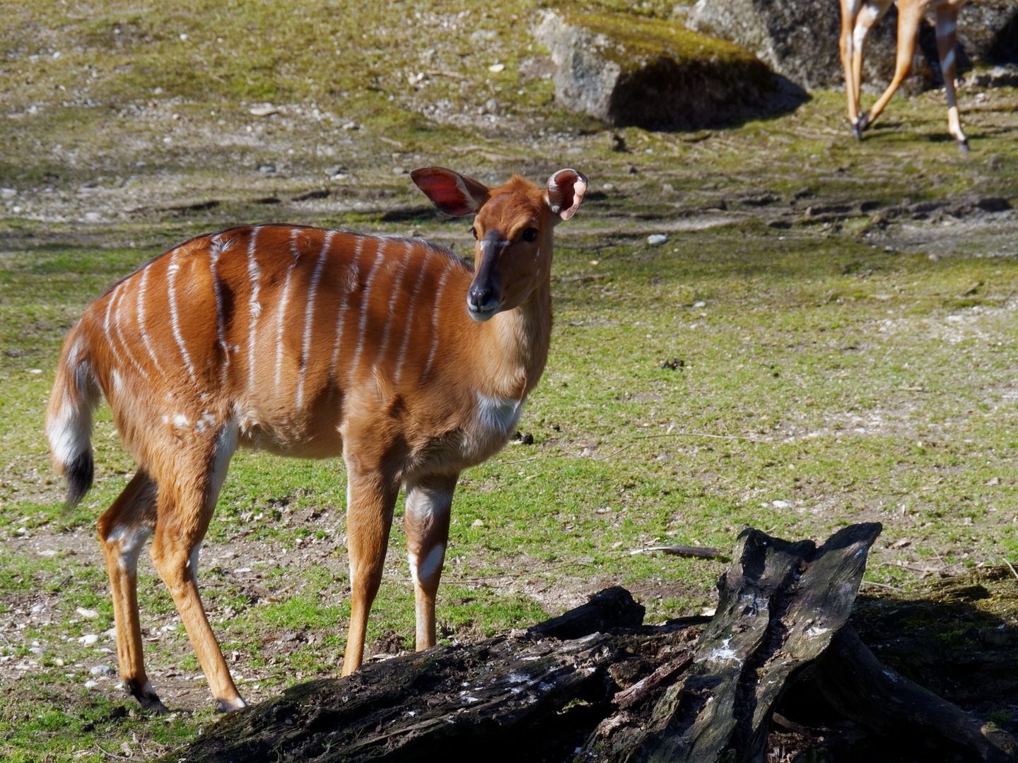 Nyala