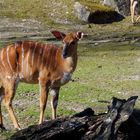 Nyala