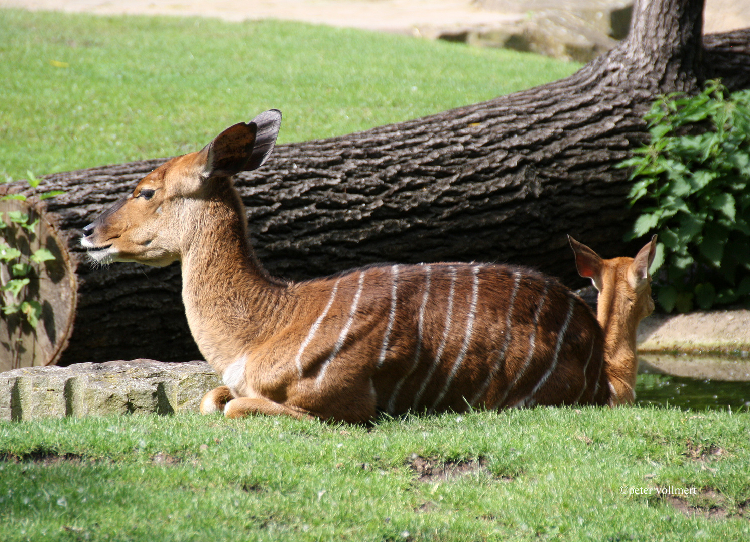 Nyala