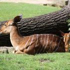 Nyala