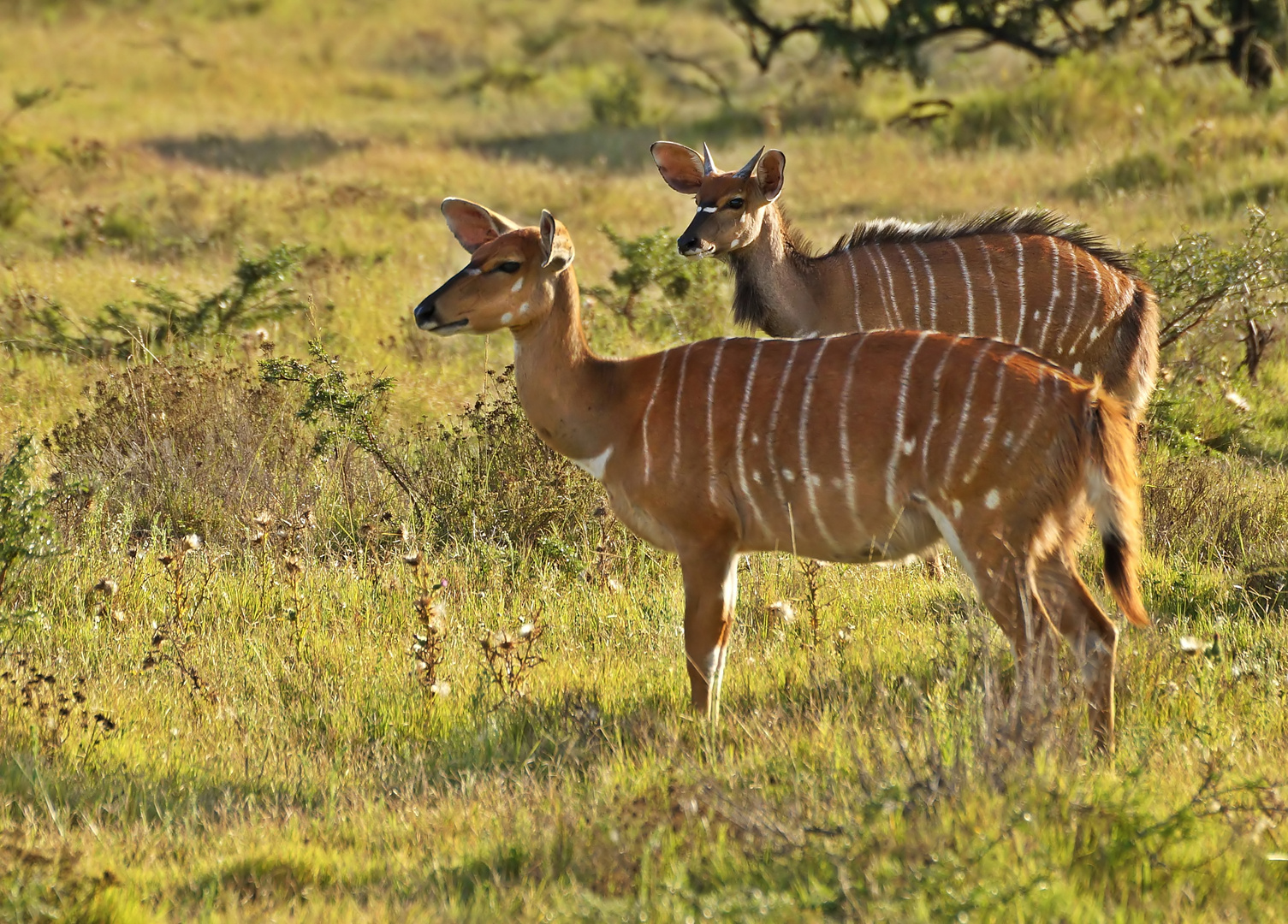 Nyala (Antilope)