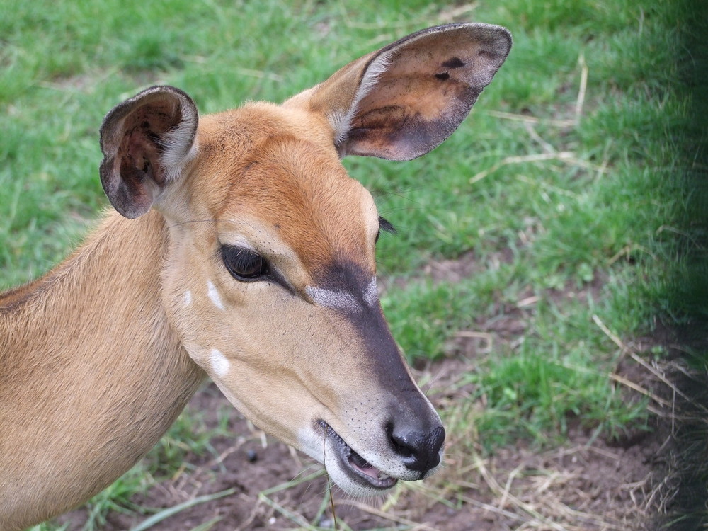 Nyala - Antilope