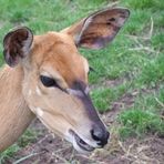 Nyala - Antilope