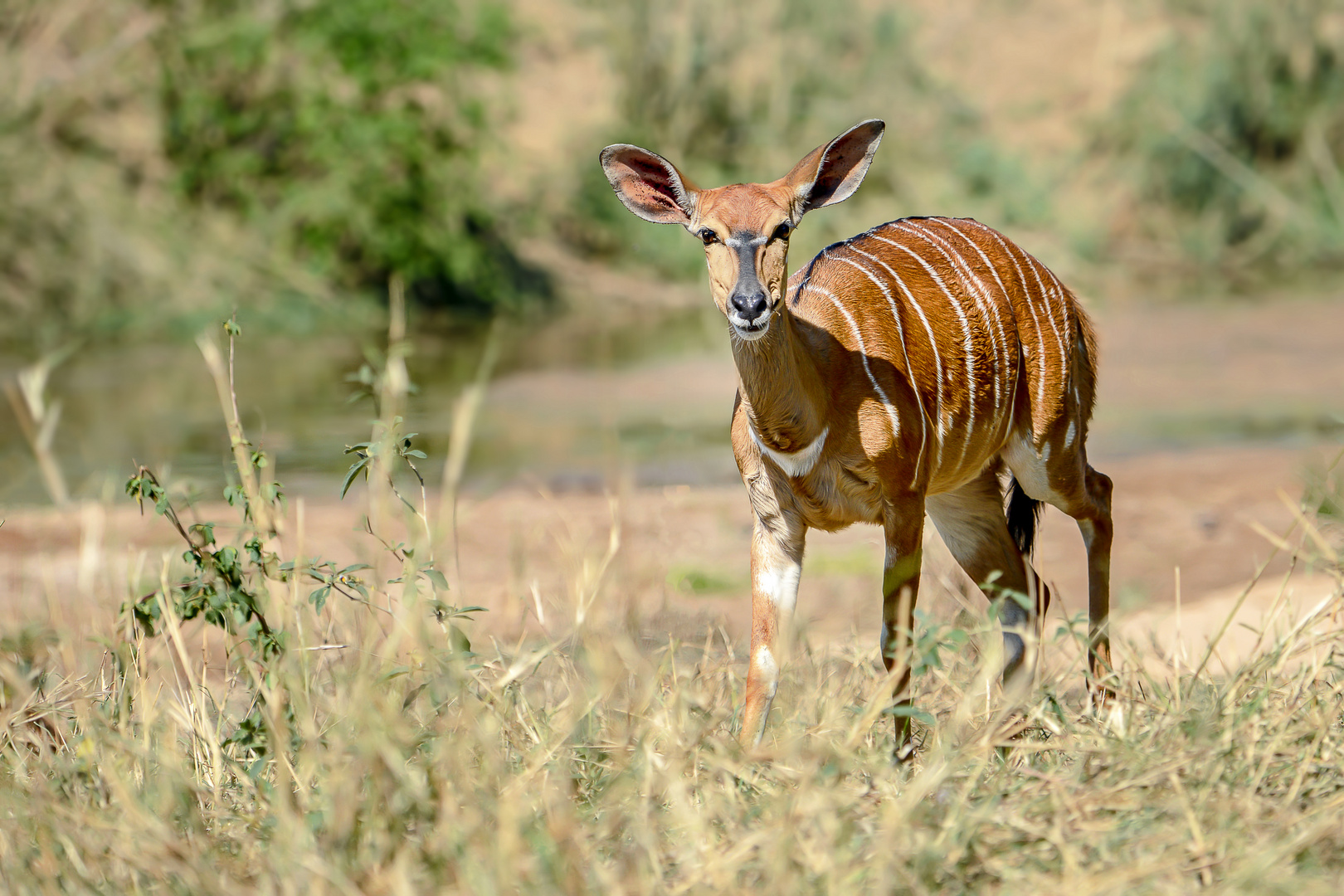 Nyala-Antilope