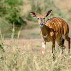 Nyala-Antilope