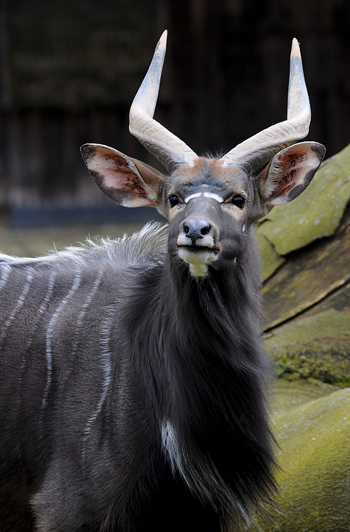 Nyala-Antilope (männlich)