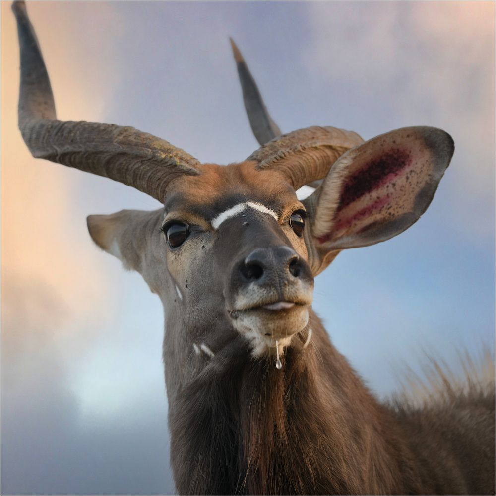 Nyala