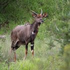 Nyala