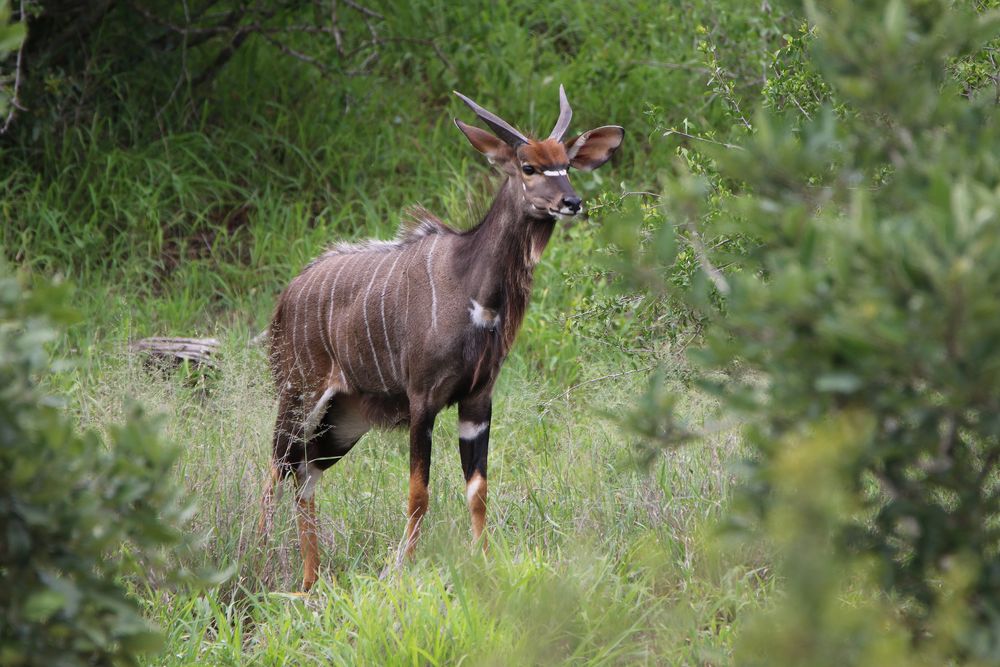 Nyala