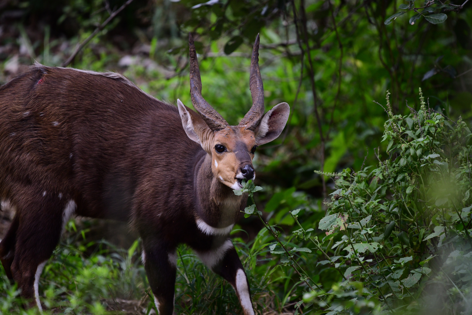 Nyala Bock