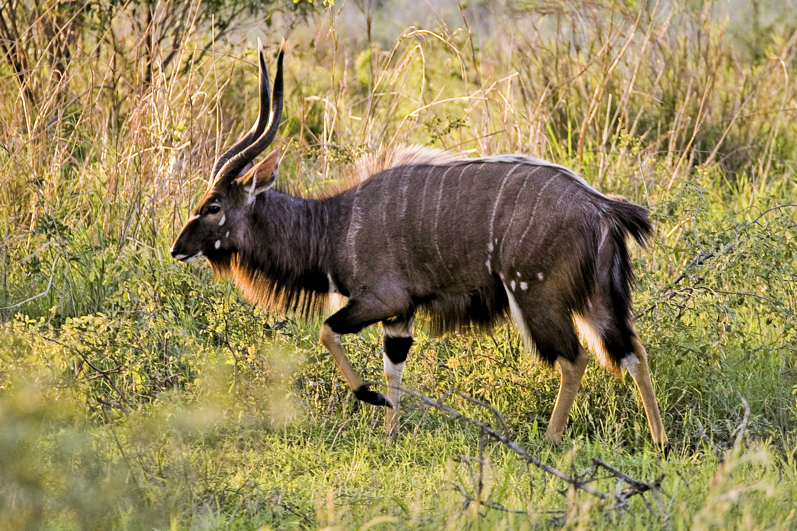 Nyala Bock im Hluhluwe NP