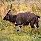 Nyala Bock im Hluhluwe NP