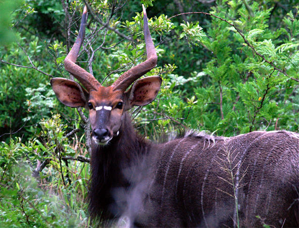 Nyala-Bock im Krüger Park