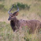 Nyala