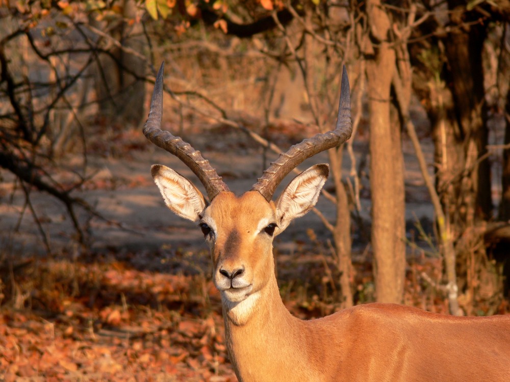 nyala dans la cambrous