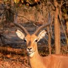 nyala dans la cambrous