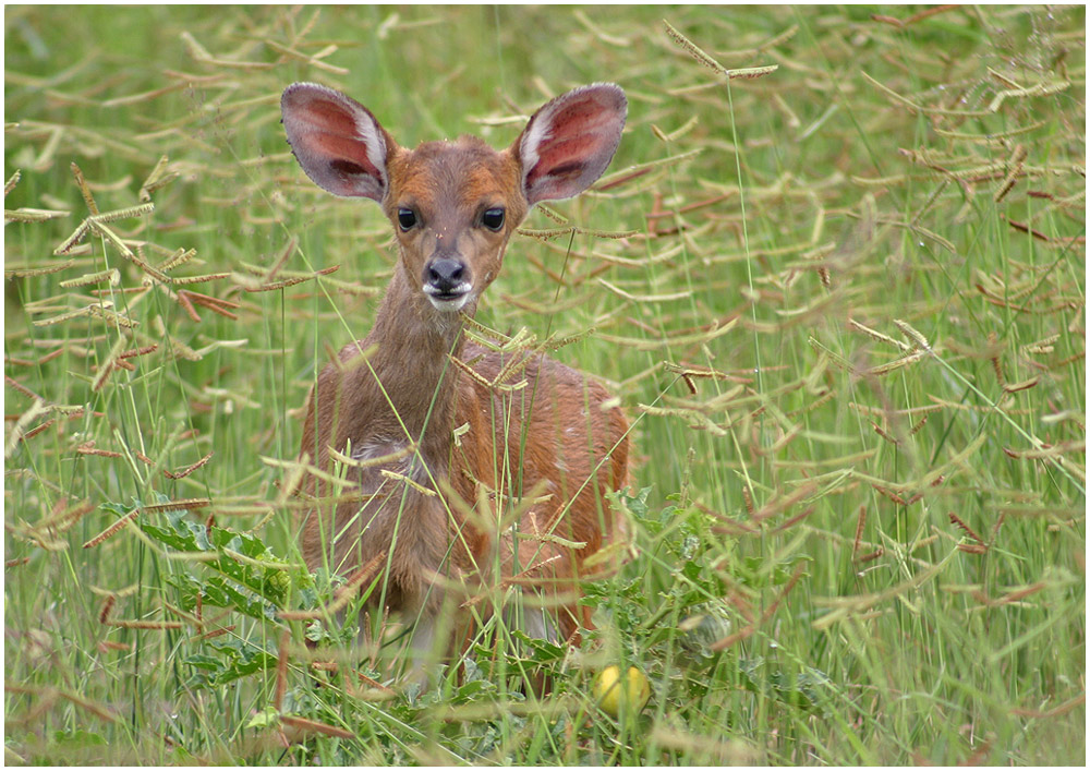 Nyala Fawn