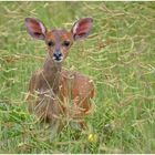 Nyala Fawn