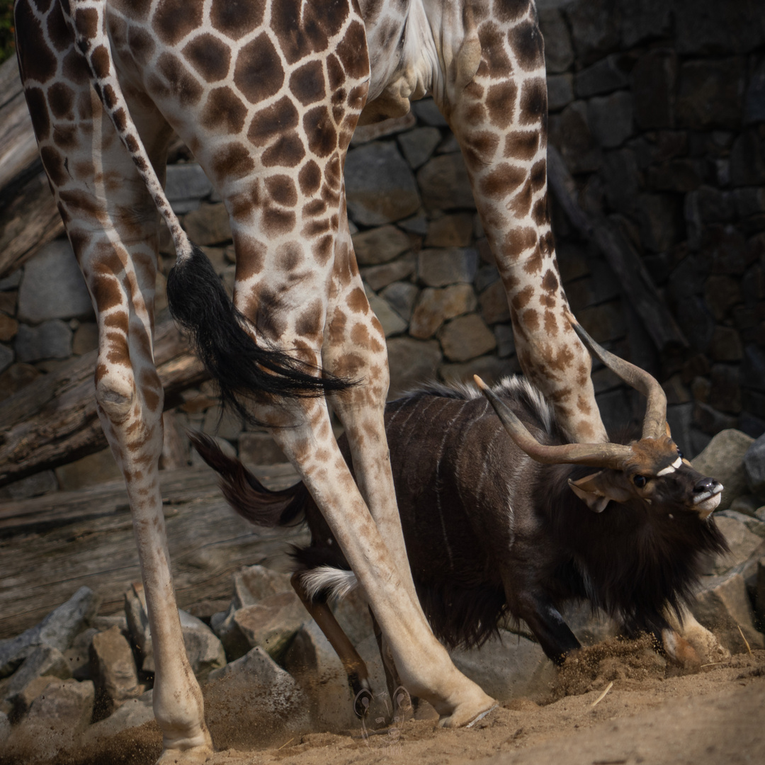 Nyala fights with a giraffe