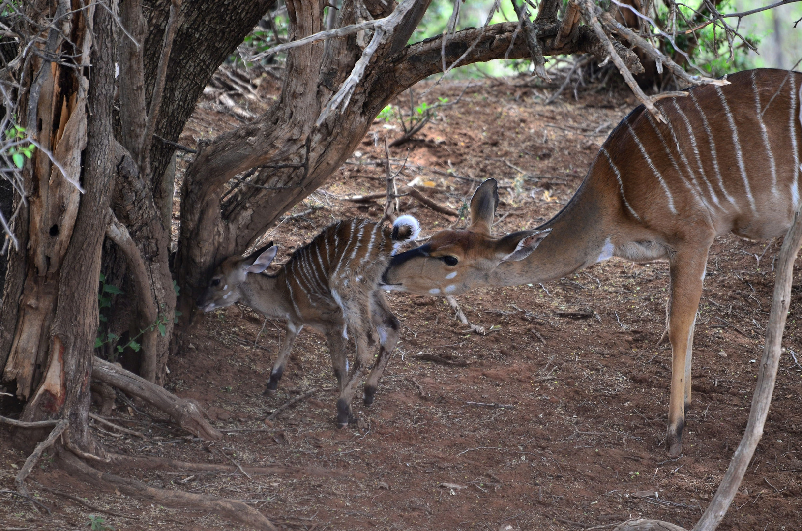 Nyala frisch geboren