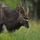 Nyala im Ostkapp